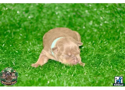 a american bully dog lying in the grass